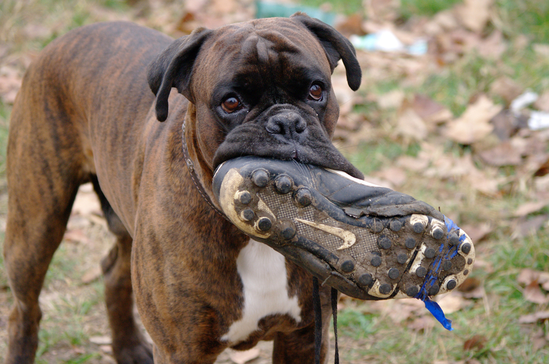 Week 13 Underdog Picks